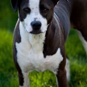 Meet your Posher, Shelley